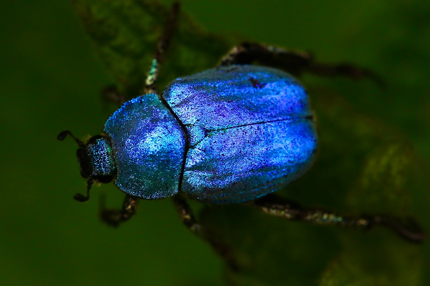 The Internet Bug: What It Means to Me
