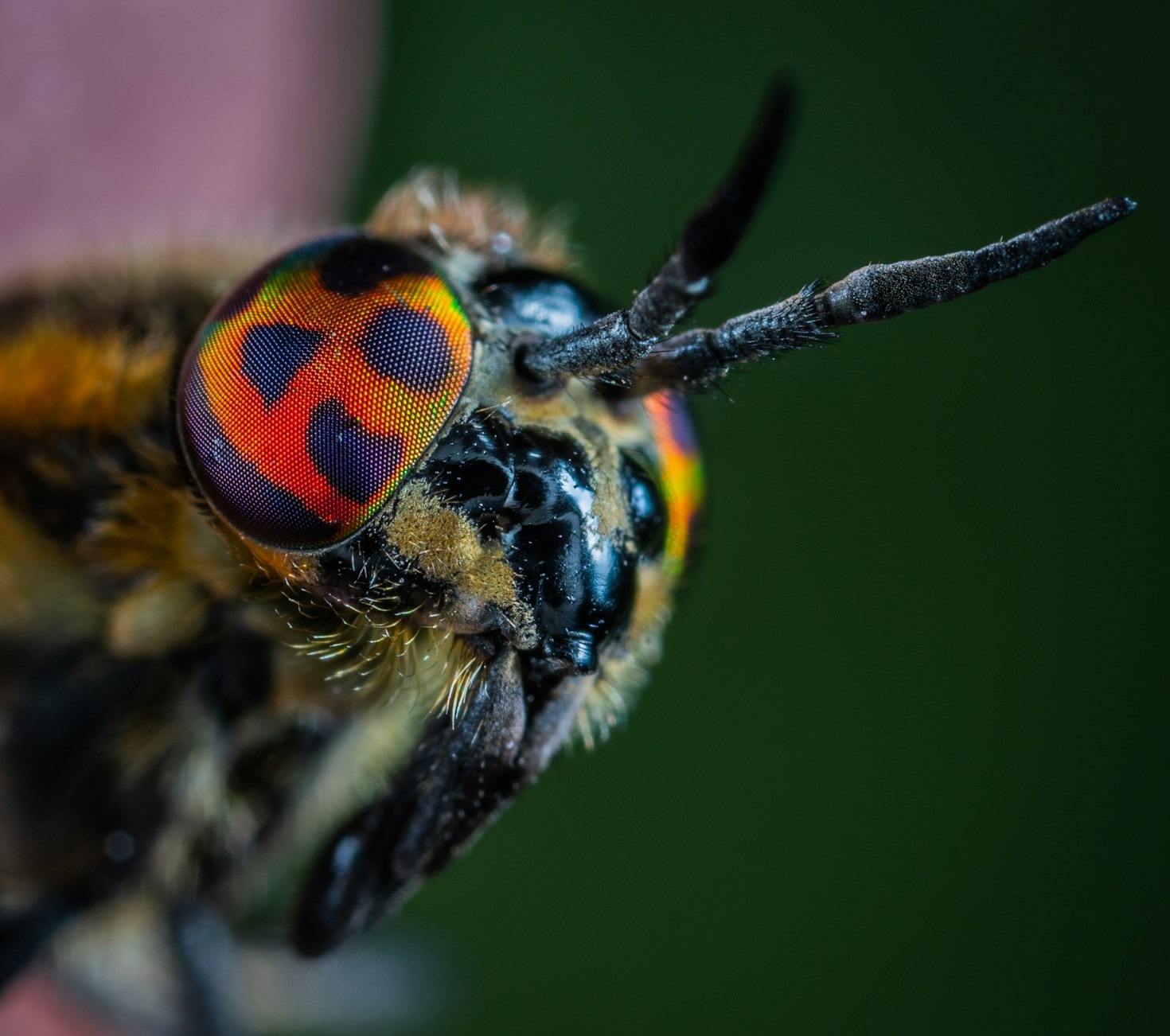 How the Digital Hive Inspires Creativity