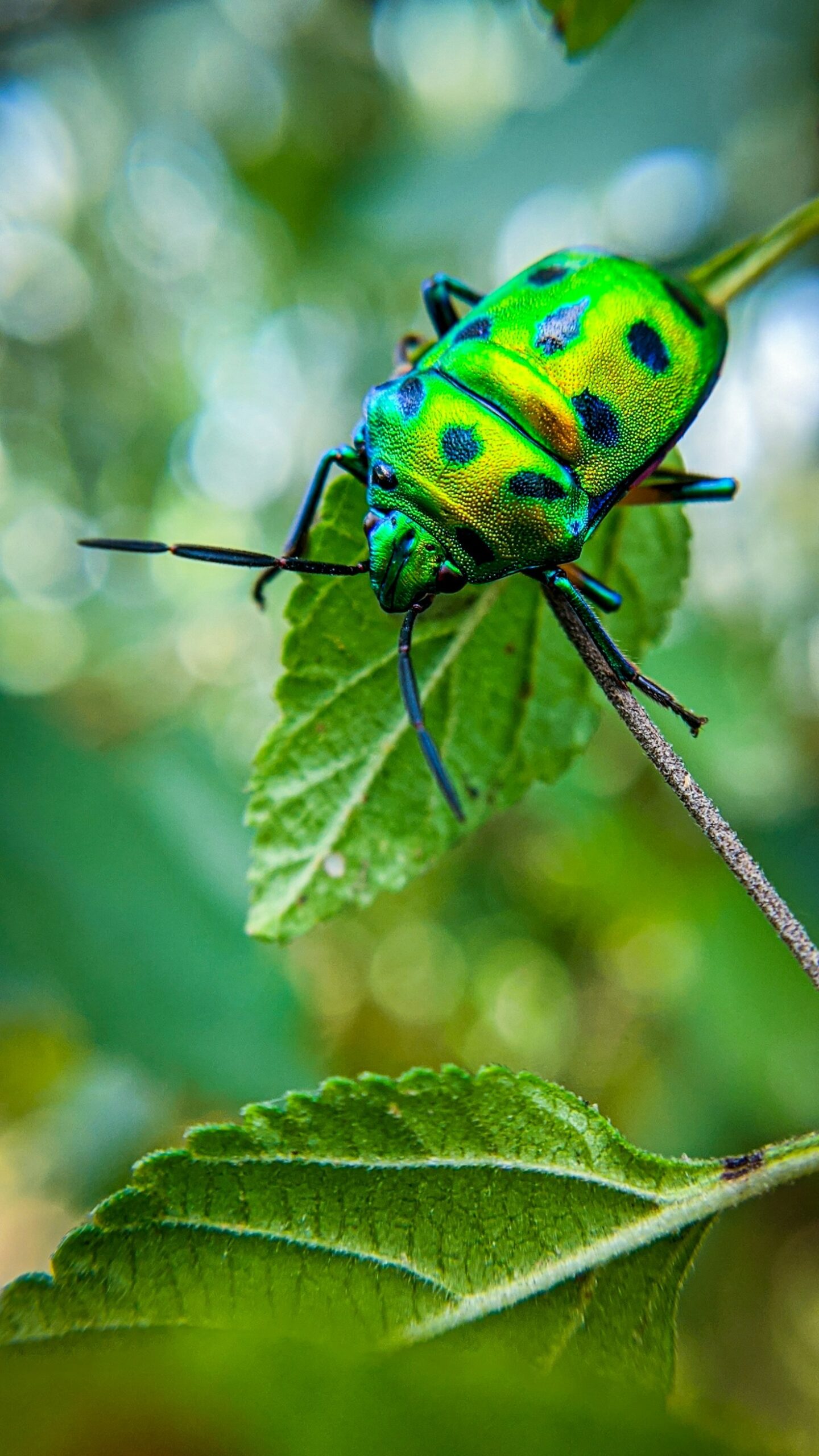 The Metaphor of a Bug in Cyberspace